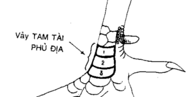 Tam tài phủ địa thường xuất hiện ở những dòng chiến kê cao cấp