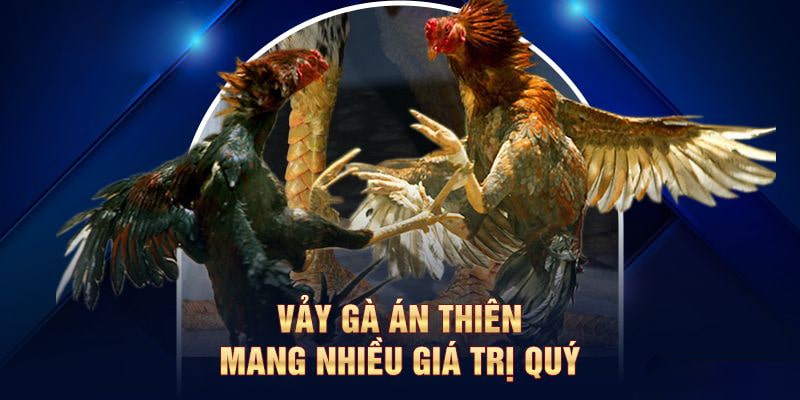 Những lợi ích cũng như giá trị mà chiến kê có vảy án thiên mang lại