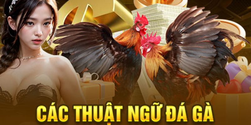 Các thuật ngữ trong đá gà là những từ ngữ mà anh em cần phải nắm chắc