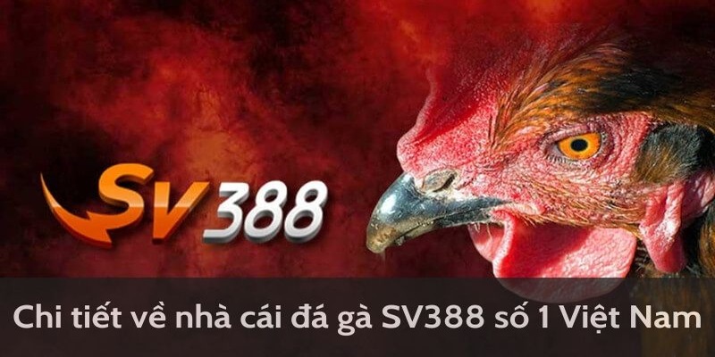 Chi tiết về đá gà SV388 số một Việt Nam