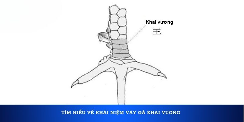 Mô phỏng đặc điểm cơ bản của vảy Khai Vương