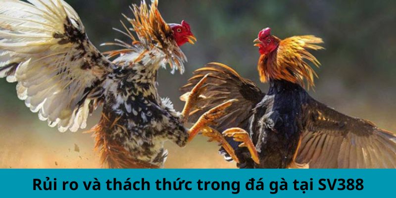 Rủi ro và thách thức trong đá gà tại SV388