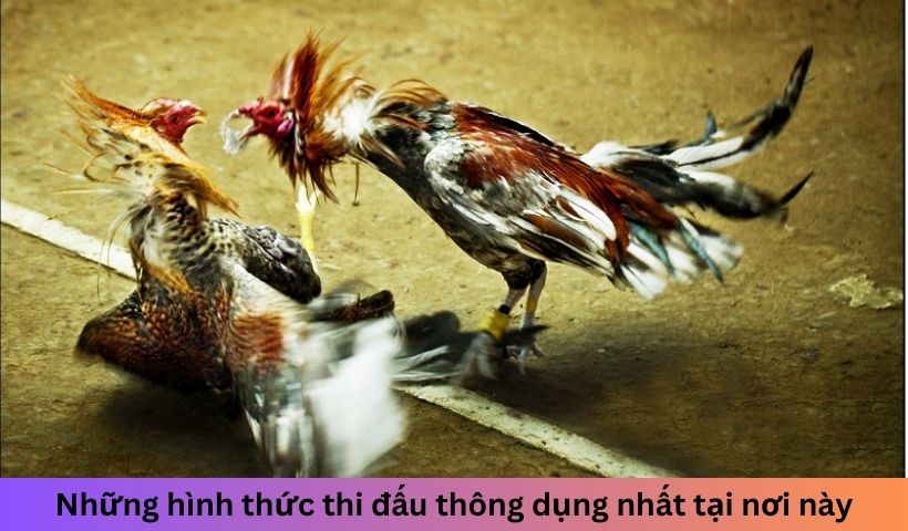 Những hình thức thi đấu thông dụng nhất tại địa điểm này